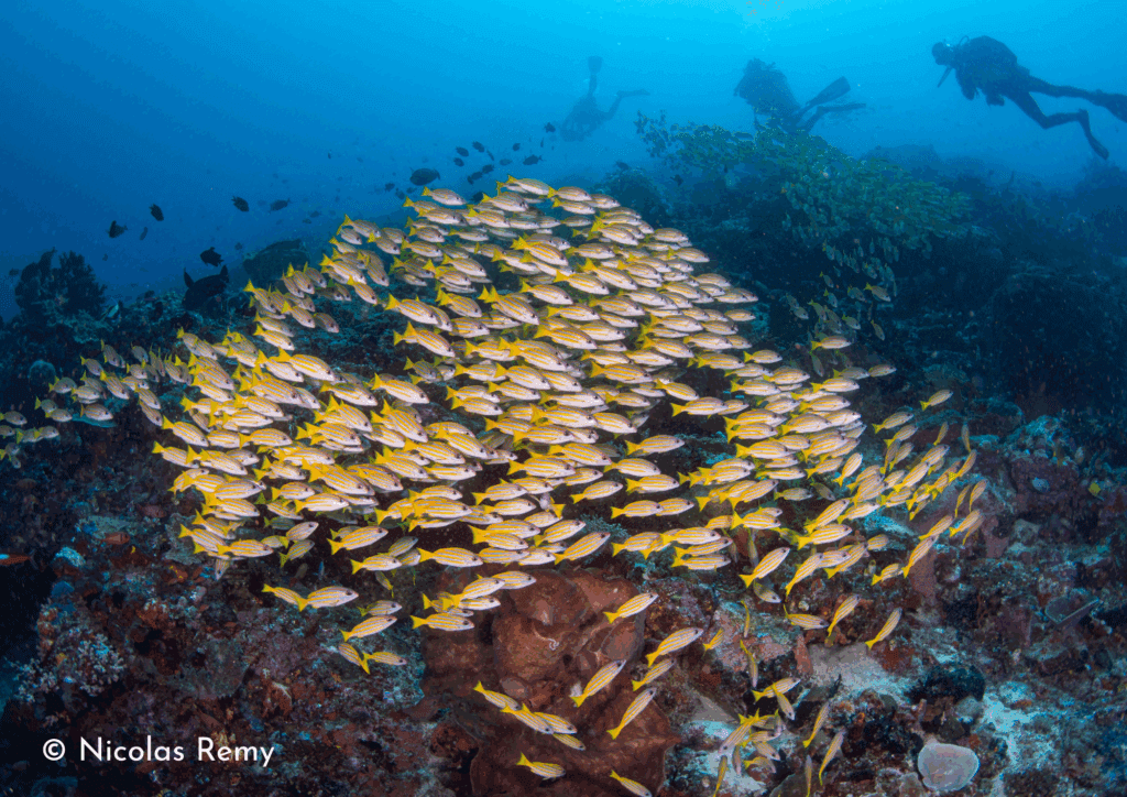 Sahuang - Yellow Snapper - Diving Bangka