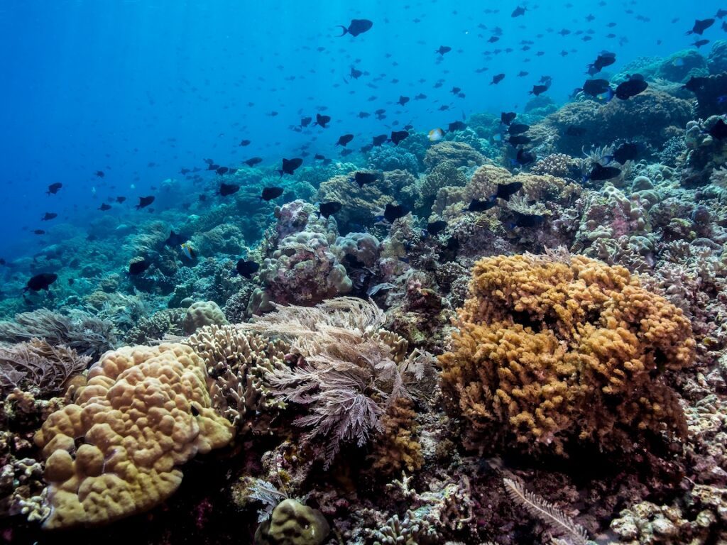 Pyramid butterflyfish and redtooth triggerfish in Bunaken