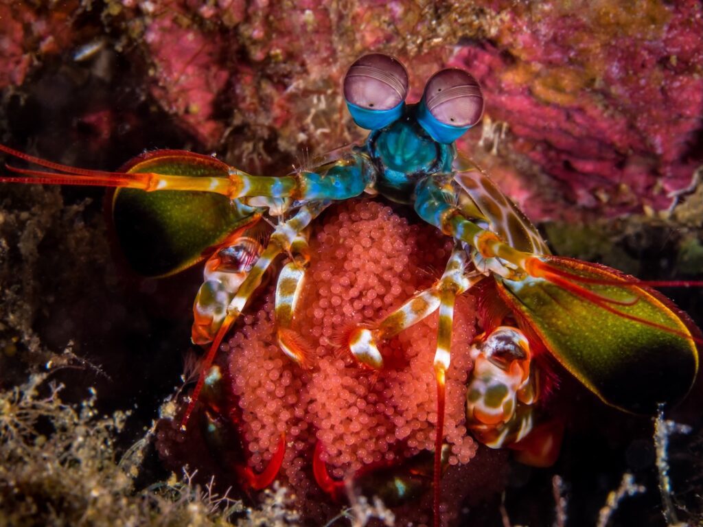 Peacock Mantis Shrimp Carrying Eggs